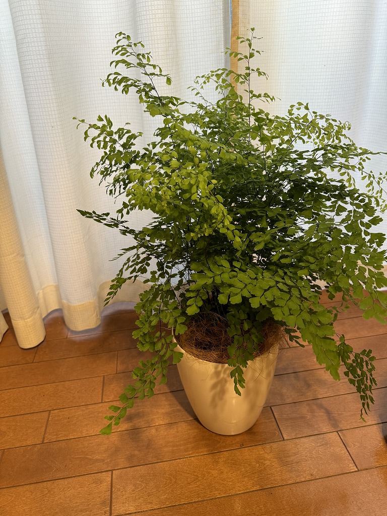 植物