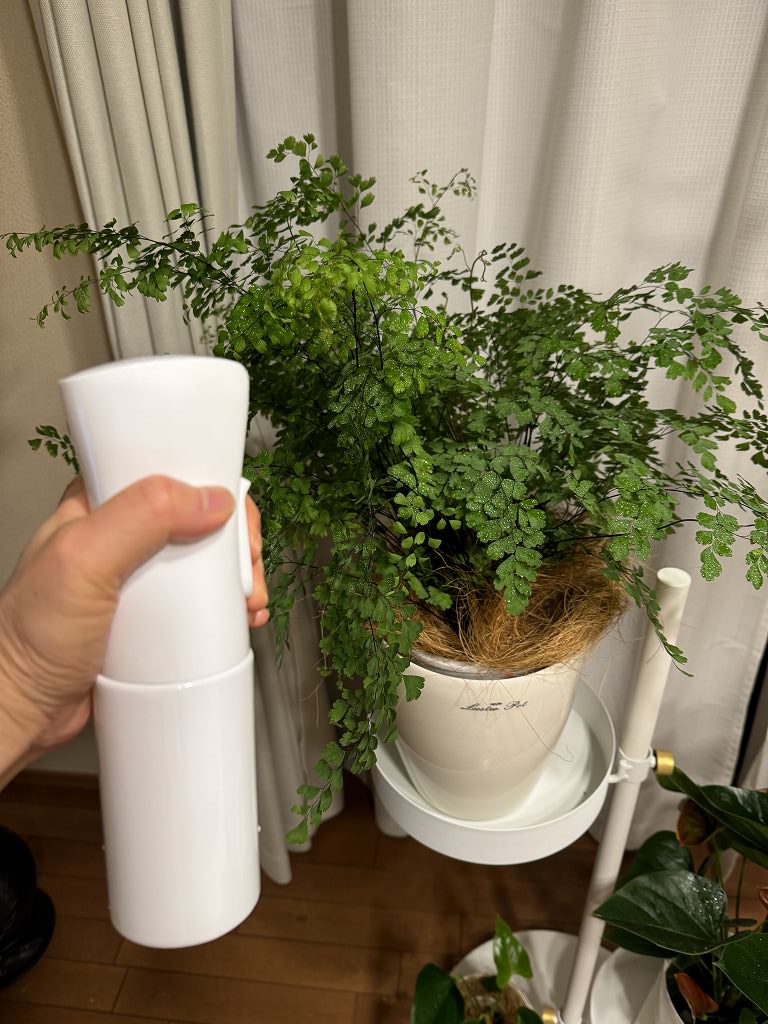 植物